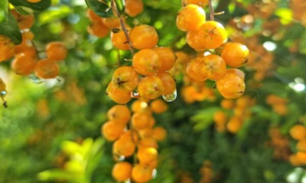 Golden berries: Το All Star φρούτο που λειτουργεί ως… πολυβιταμίνη – Τα 3 οφέλη του στον οργανισμό μας
