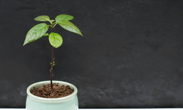 Το μαγικό green project: Μεγάλωσε αβοκάντο στο σπίτι σου!