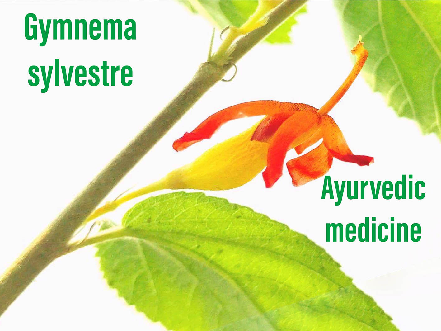 Το Gymnema sylvestre είναι ένα από τα πιο αποτελεσματικά φυτικά φάρμακα για τον διαβήτη και την παχυσαρκία στο σύστημα της Αγιουρβεδικής ιατρικής.