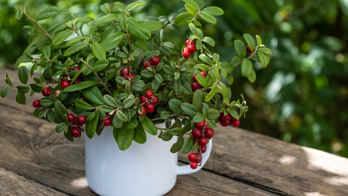 Μούρα: Ο κρυμμένος καλοκαιρινός superfood θησαυρός – Οφέλη, ιστορία, διατροφικά tips & πώς να τα καλλιεργήσετε στο μπαλκόνι σας