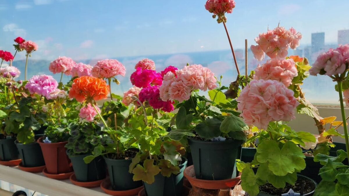 Μυστικά για γεράνια: Το μαγευτικό φυτό για ένα εντυπωσιακό μπαλκόνι μέχρι το φθινόπωρο