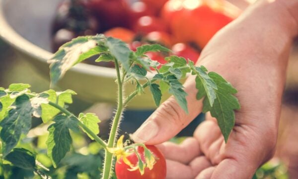 Πώς να καλλιεργήσετε ζουμερές ντομάτες στο μπαλκόνι σας – Μυστικά για εκπληκτική γεύση και άρωμα