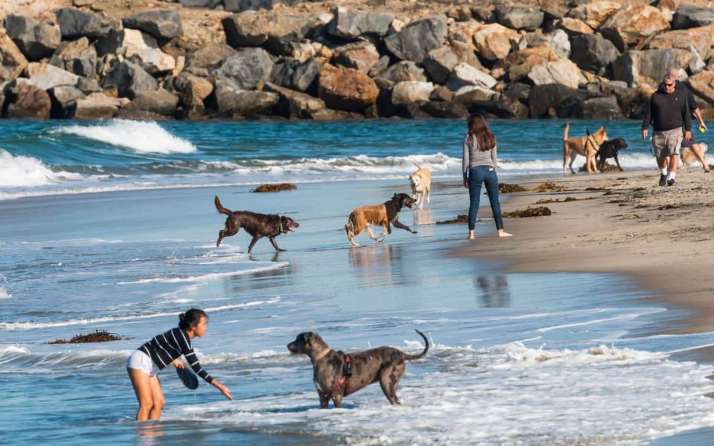 Σκυλιά δίπλα στην παραλία του San Diego