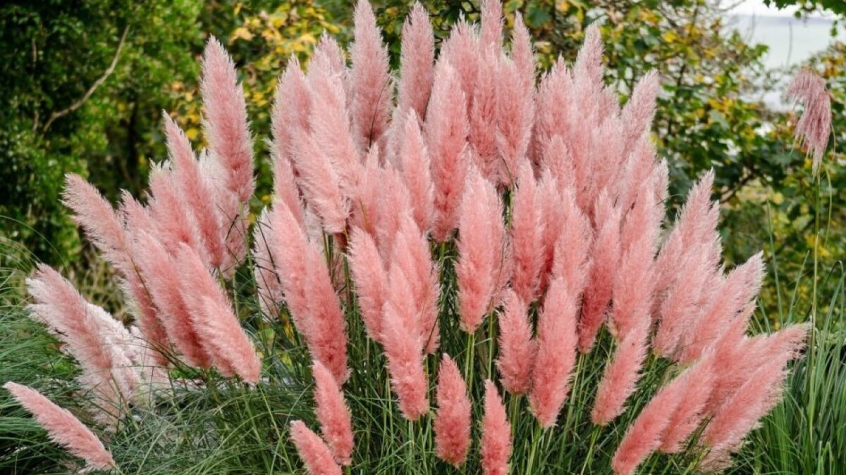 Το μαγευτικό «σιντριβάνι» με τα εξωτικά pampas grass – Πώς να το φυτέψετε σε γλάστρα ή κήπο