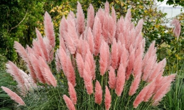 Το μαγευτικό «σιντριβάνι» με τα εξωτικά pampas grass – Πώς να το φυτέψετε σε γλάστρα ή κήπο