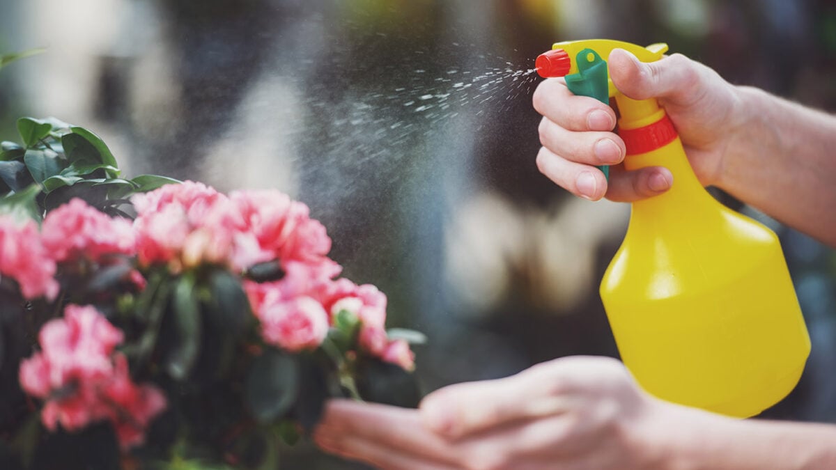 Σπιτικό DIY θαυματουργό μείγμα για τη μελίγκρα στα φυτά – Με μόνο 2 υλικά