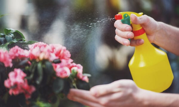 Σπιτικό DIY θαυματουργό μείγμα για τη μελίγκρα στα φυτά – Με μόνο 2 υλικά