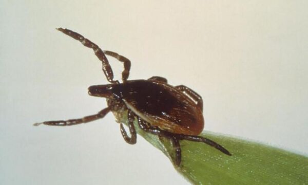 Η νόσος του Lyme που ταλαιπωρεί τον Τζάστιν Τίμπερλεϊκ
