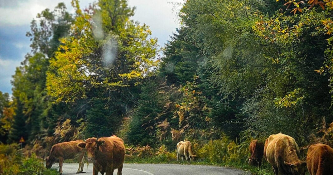 20251026_104459-e1762782151757-1200x630