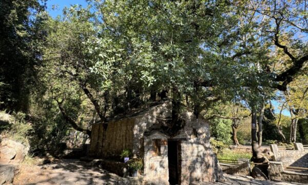 Αρκαδία: Η εκκλησία με τα δέντρα στη σκεπή – ΒΙΝΤΕΟ