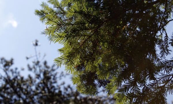 Το σπάνιο δέντρο των ελληνικών ορέων που συμβάλλει στην εξέλιξη αντικαρκινικών φαρμάκων