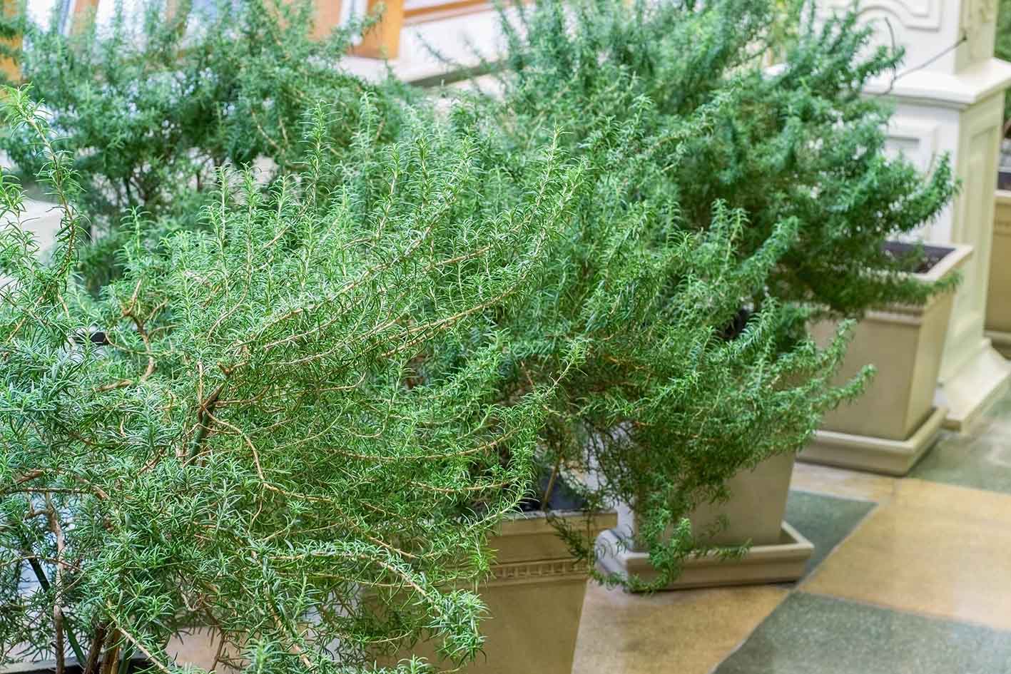 Δεντρολίβανο: Ανθεκτικό και αποτελεσματικό. 