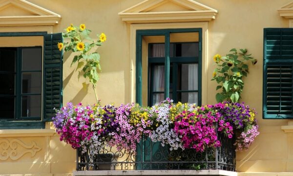 5 μυστικά για να ανθίζουν τα φυτά σας όλο το καλοκαίρι: γεμάτες γλάστρες