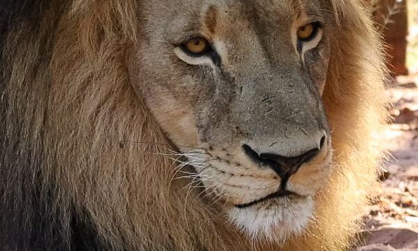 Λιοντάρια επιστρέφουν στη Ζάμπια μετά από 15 χρόνια σε πρόγραμμα επανένταξης