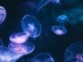 Μωβ μέδουσα: Τι να κάνετε αν σας τσιμπήσει και ποια συμπτώματα να προσέχετε