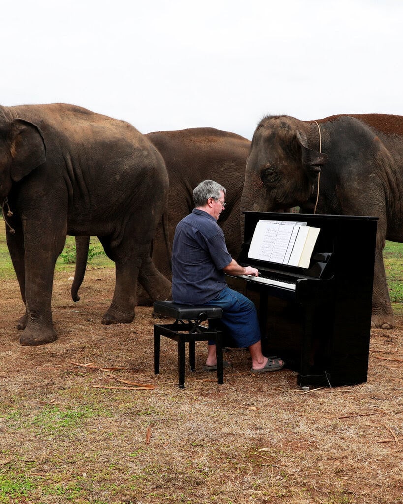 A man plays a black piano outdoors with sheet music. A large elephant stands close by, with other elephants in the background.