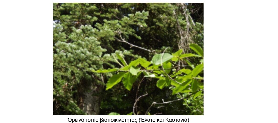 Εκεί που φυτρώνει φλισκούνι και άγρια μέντα: Το σημείο που αναφέρεται στον τίτλο