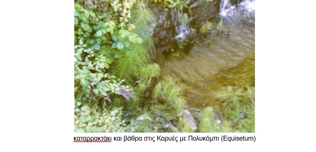 Εκεί που φυτρώνει φλισκούνι και άγρια μέντα: Το σημείο που αναφέρεται στον τίτλο