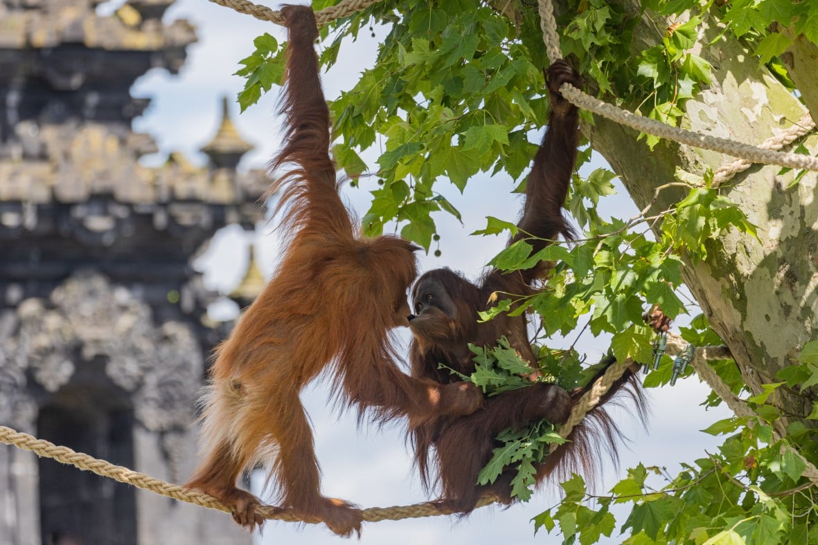 Tο πάρκο Pairi Daiza