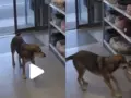 Σκύλος μπήκε μόνος σε pet shop και διάλεξε το κρεβατάκι του