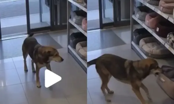 Σκύλος μπήκε μόνος σε pet shop και διάλεξε το κρεβατάκι του