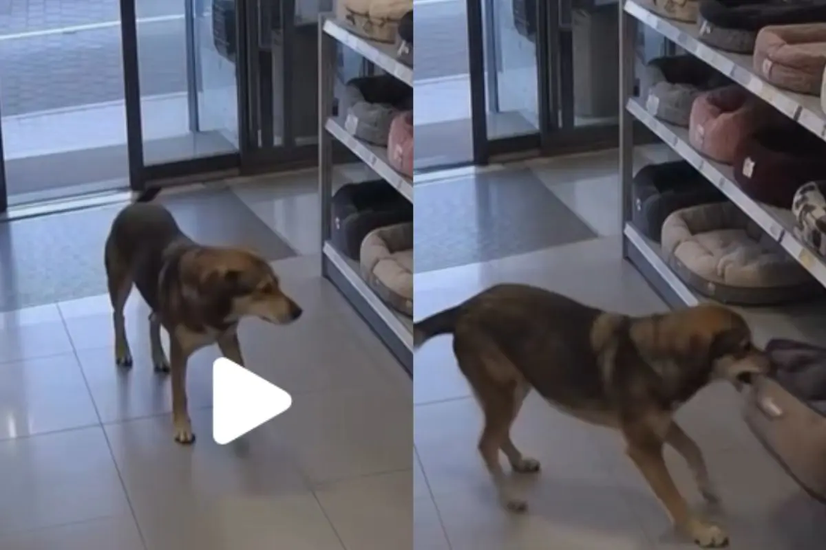 Σκύλος μπήκε μόνος σε pet shop και διάλεξε το κρεβατάκι του